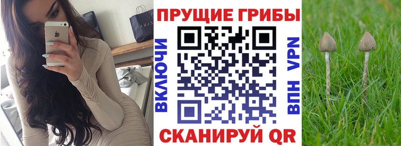 хочу   Осинники  Галлюциногенные грибы GOLDEN TEACHER 